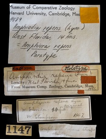 Media type: image;   Invertebrate Zoology OPH-1451 Description: Original handwritten specimen labels;  Aspect: labels